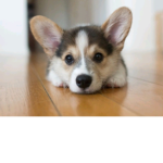 Cute Corgis