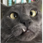 Ugly cat156