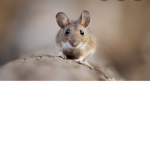 The real mice United