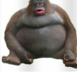 monkeeeee