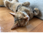 CATSSŚ <3