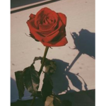 Ae$theticRoses