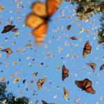 Butterfly's