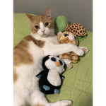 Play if you love cats