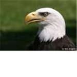 T.A.E.F (totally awesome eagle fighters)