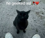 Hi im a cat hi