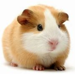 Max fan Group I love Guinea pig