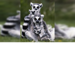 DA LEMUR SQUAD