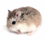 Maxi the hamster
