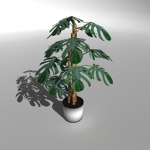 The random plant
