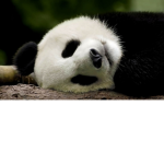 Panda Bob