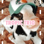 Tropic trio