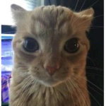 nekoii