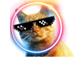 Jim the cats group