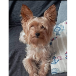 Laika mi mascota