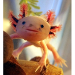 lgtbtq+ axolotl group