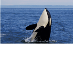 ORCA FAN CLUB