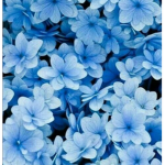 ~Blueberry army~