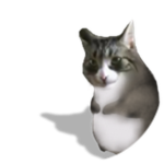 Kotek Chomik