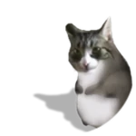 Kotek Chomik