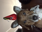 The dogs2843