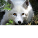 Fox decisions
