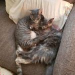 The Best Cat Group!