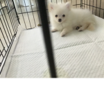 Para los que les gusta roblox y los perritos