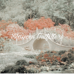 ~Blossom Outfitters~