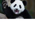 Panda Bois & Fries
