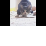 gatohermanos