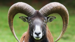 the Ram boi's