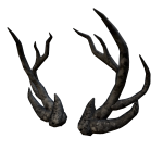Nightly Antlers