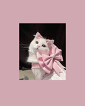 ms rosè club<3