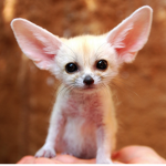 Animals Matter :>