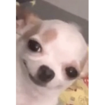 Doge boyyyyyyyyyyyyy