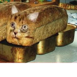 cat central