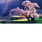 Maple Hotels