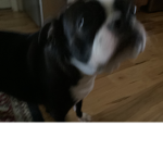 A very strange dog