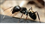 The Ant Club