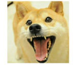 Doges rules