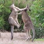 Australian Robloxian Collective