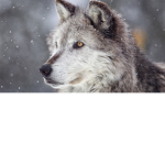 WolfQueen Wolfie