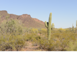 Arizona forever <3