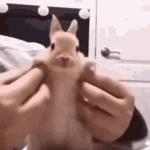 The Potato Potato Gang
