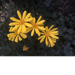Luna_luna2109