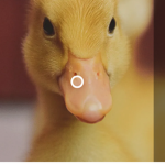 ducklings unite