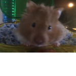 Hamster hamster