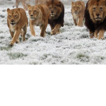 Lion Blood Gang
