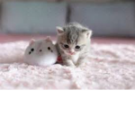 little cute cats